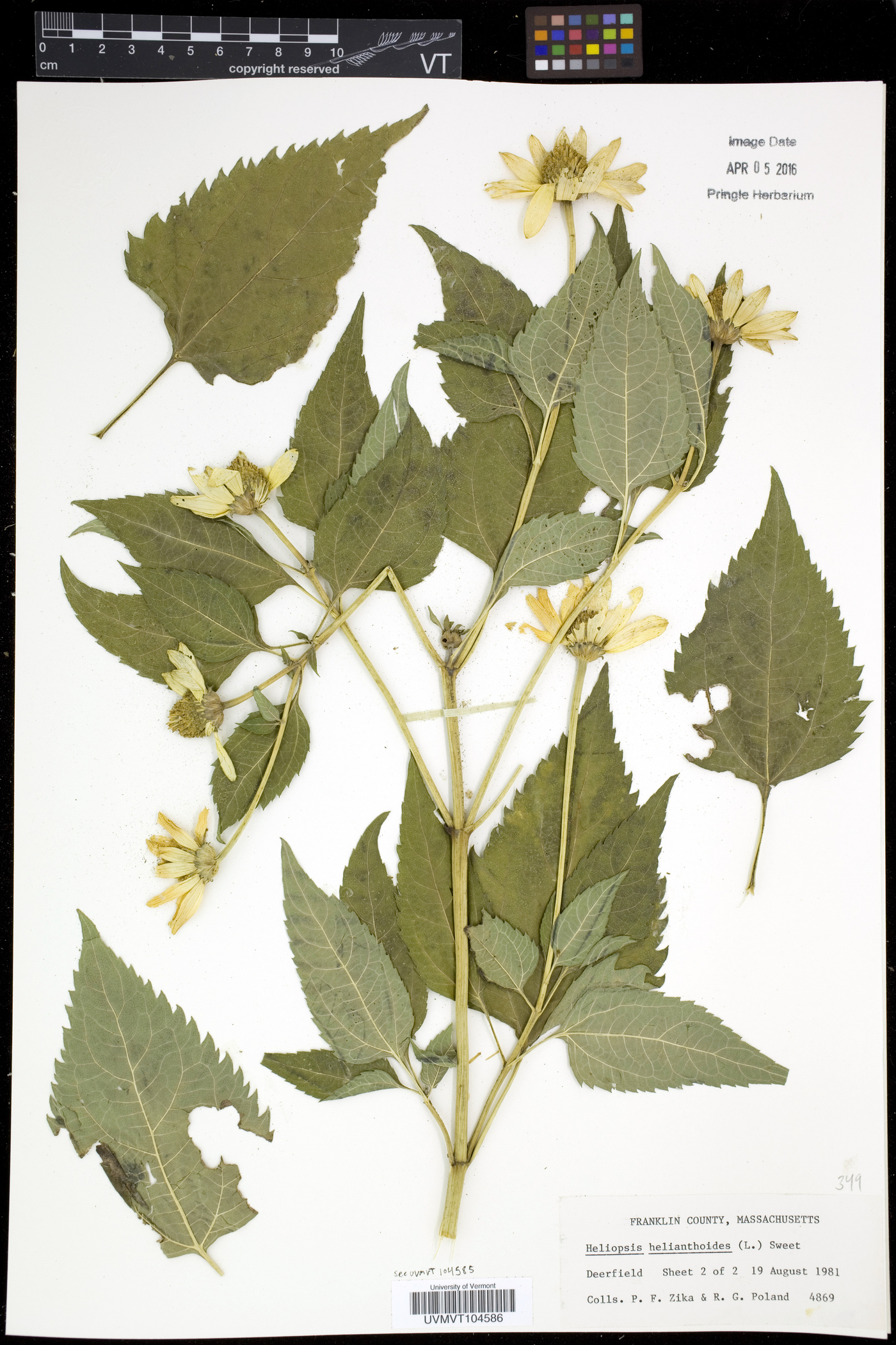 Heliopsis helianthoides helianthoides image