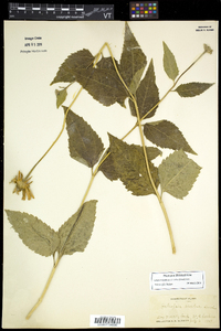 Heliopsis helianthoides var. scabra image