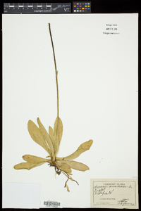 Hieracium aurantiacum image