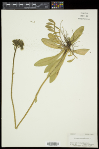 Hieracium aurantiacum image