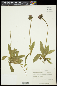Hieracium aurantiacum image
