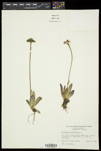 Hieracium aurantiacum image