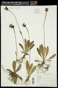 Hieracium aurantiacum image