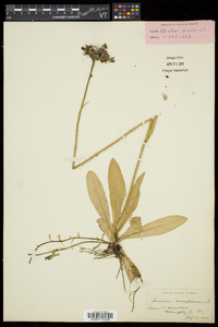 Hieracium aurantiacum image