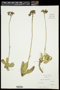 Hieracium aurantiacum image