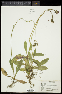 Hieracium aurantiacum image
