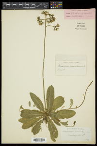 Hieracium aurantiacum image