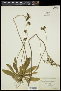 Hieracium aurantiacum image