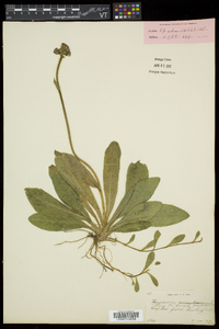 Hieracium aurantiacum image