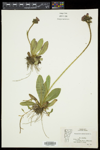 Hieracium aurantiacum image