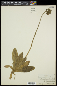 Hieracium aurantiacum image