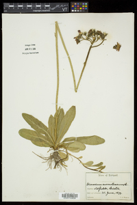 Hieracium aurantiacum image