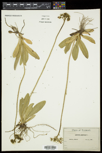 Hieracium aurantiacum image