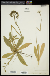 Hieracium aurantiacum image