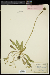 Hieracium aurantiacum image