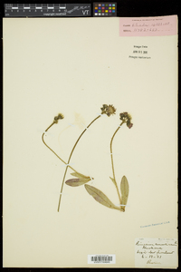 Hieracium aurantiacum image