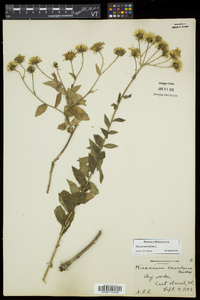 Hieracium kalmii image