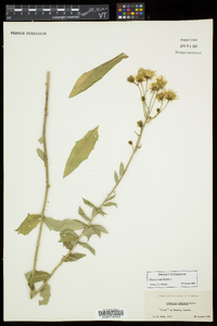 Hieracium kalmii image