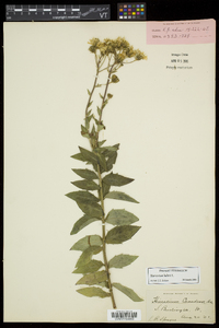 Hieracium kalmii image
