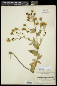 Hieracium kalmii image