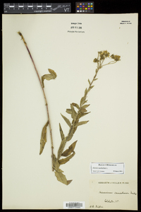 Hieracium kalmii image