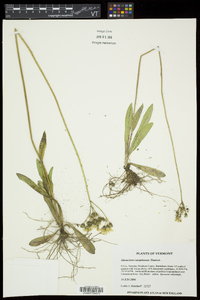 Hieracium caespitosum image