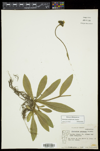 Hieracium caespitosum image