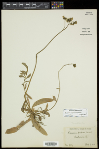 Hieracium caespitosum image