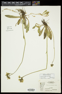 Hieracium caespitosum image