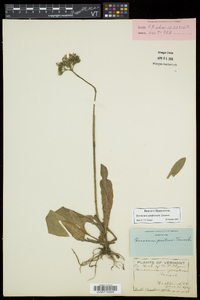 Hieracium caespitosum image