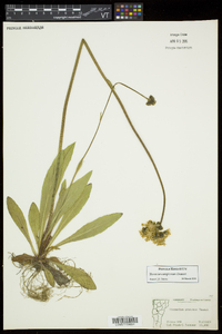 Hieracium caespitosum image