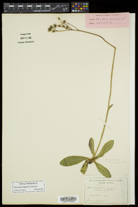 Hieracium caespitosum image