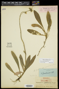 Hieracium piloselloides image