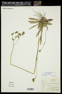 Hieracium piloselloides image