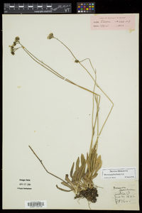 Hieracium piloselloides image