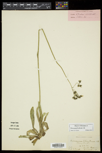 Hieracium piloselloides image