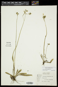 Hieracium piloselloides image