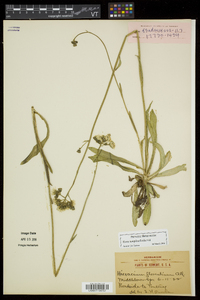 Hieracium piloselloides image