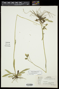 Hieracium piloselloides image