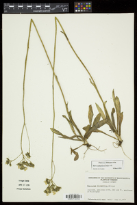 Hieracium piloselloides image