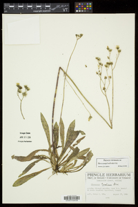 Hieracium piloselloides image