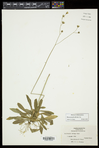 Hieracium piloselloides image