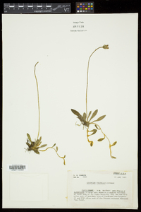 Hieracium pilosella image