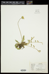 Hieracium pilosella image