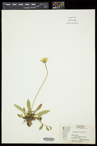 Hieracium pilosella image