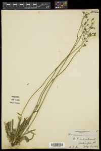 Hieracium praealtum image