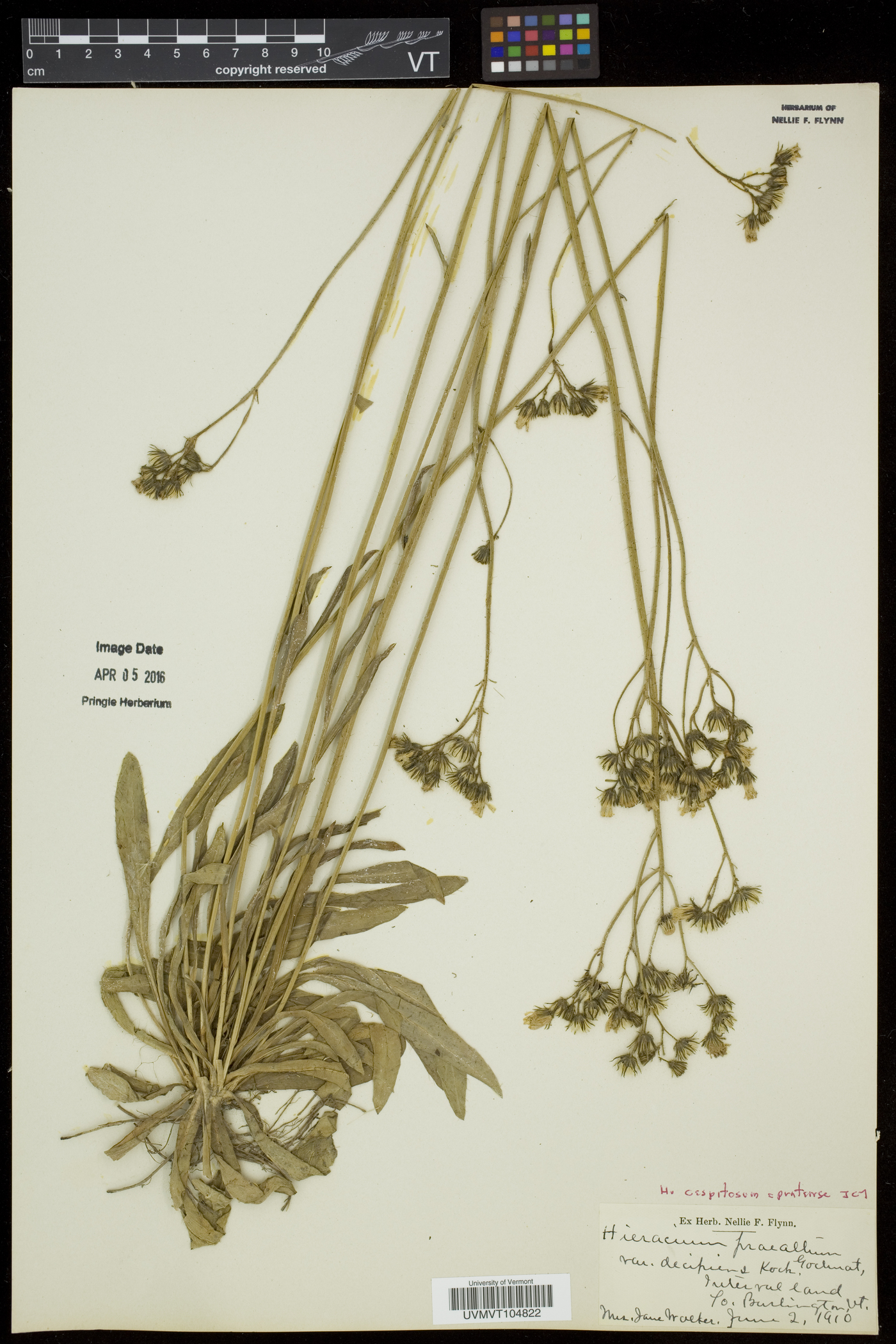 Hieracium praealtum image