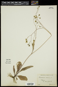 Hieracium venosum image