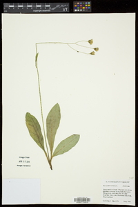 Hieracium venosum image