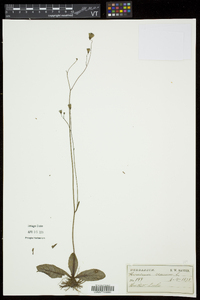 Hieracium venosum image